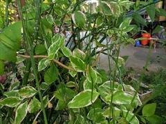 Oxybelis rutherfordi