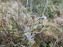 Echium vulgare