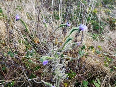 Echium vulgare