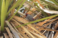 Haemorhous mexicanus