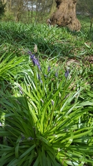 Hyacinthoides non-scripta