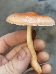 Pyrrhulomyces astragalinus