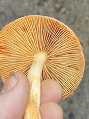Pyrrhulomyces astragalinus