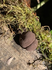 Daldinia concentrica