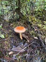 Pyrrhulomyces astragalinus