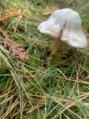 Inocybe pudica