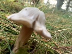 Inocybe pudica