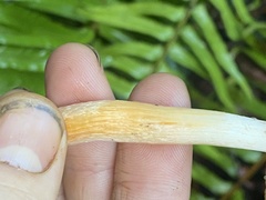 Pyrrhulomyces astragalinus