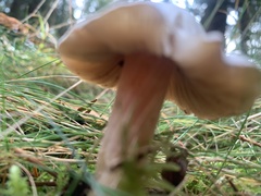 Inocybe pudica