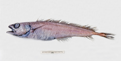 Halargyreus johnsonii