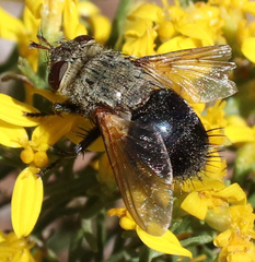 Archytas analis