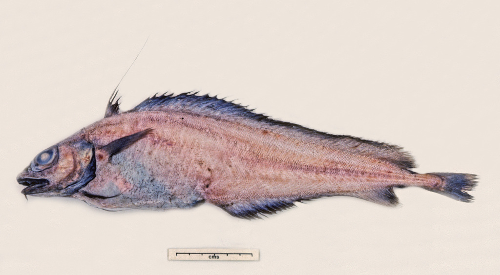 Long-Finned Cod