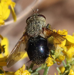 Archytas analis