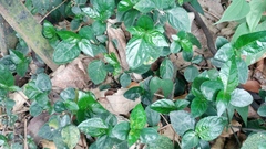 Strobilanthes tetrasperma