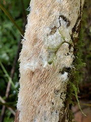 Hydnocristella himantia