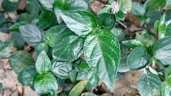 Strobilanthes tetrasperma