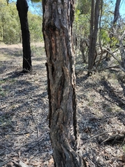 Eucalyptus fibrosa