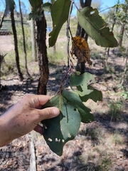 Eucalyptus fibrosa