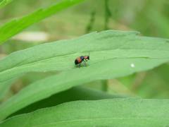 Dicranolaius bellulus