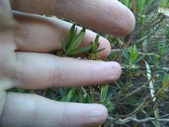 Phyllanthus ramillosus