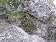 Phyllanthus ramillosus