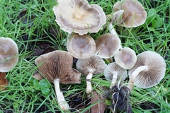 Meottomyces dissimulans