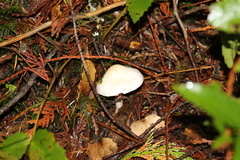 Inocybe pudica