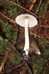 Inocybe pudica
