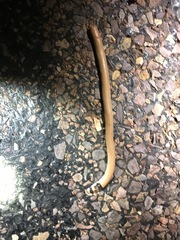Pygopus nigriceps