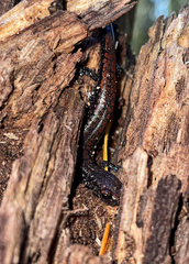 Batrachoseps wrighti