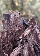 Batrachoseps wrighti