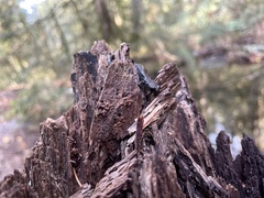 Batrachoseps wrighti