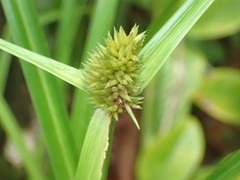 Cyperus ligularis