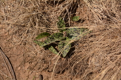 Drimiopsis burkei