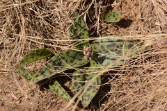 Drimiopsis burkei