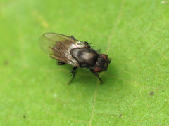Leptocera