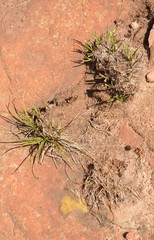 Xerophyta viscosa