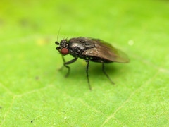Leptocera