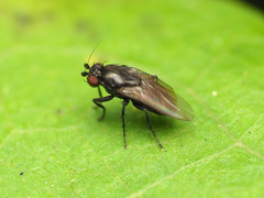 Leptocera