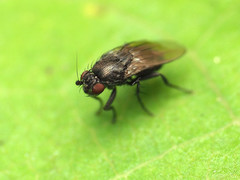 Leptocera