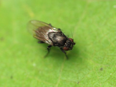 Leptocera