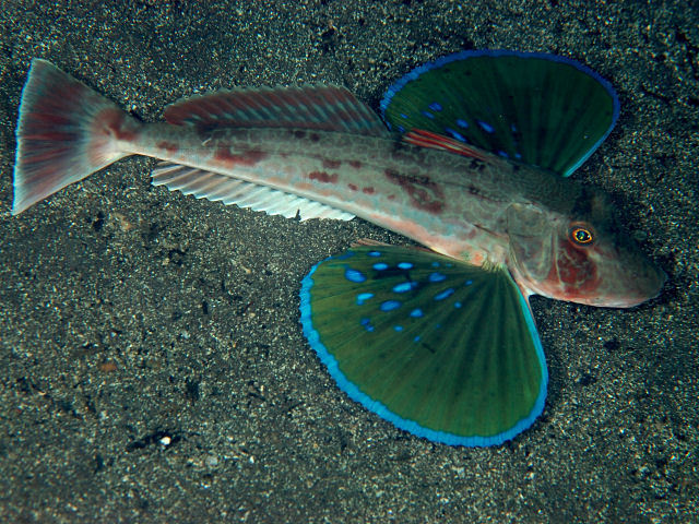 Red gurnard
