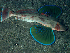 Red Gurnard photo 3