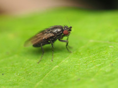 Leptocera