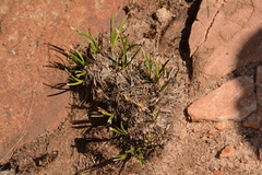 Xerophyta viscosa