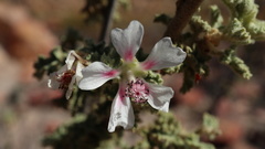 Anisodontea bryoniifolia