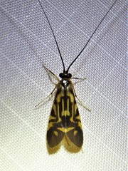 Macrostemum carolina