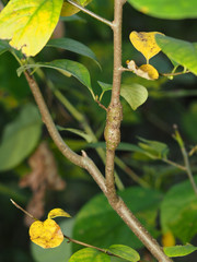 Neolasioptera linderae