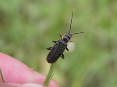 Cantharis obscura