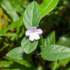 Strobilanthes tetrasperma